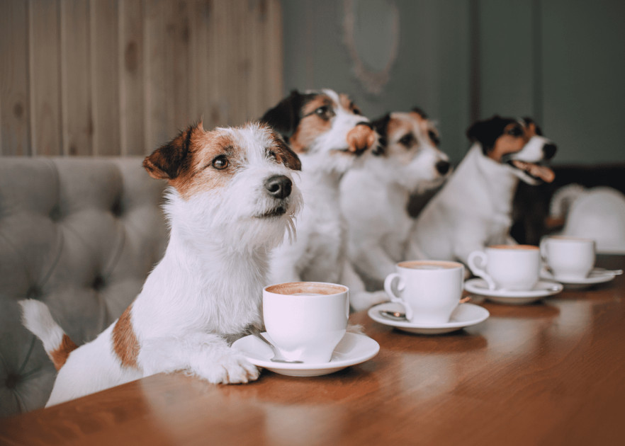 Pet-friendly кафе у Києві: добірка локацій - фото 2