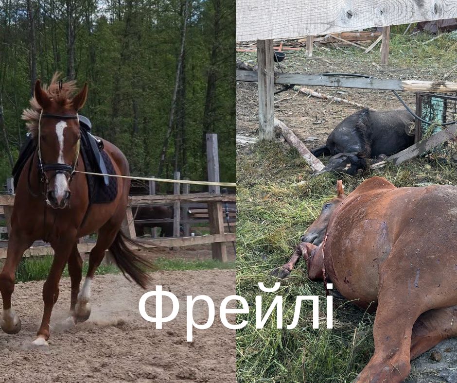 Назвали імена коней, які загинули від російських дронів на Київщині