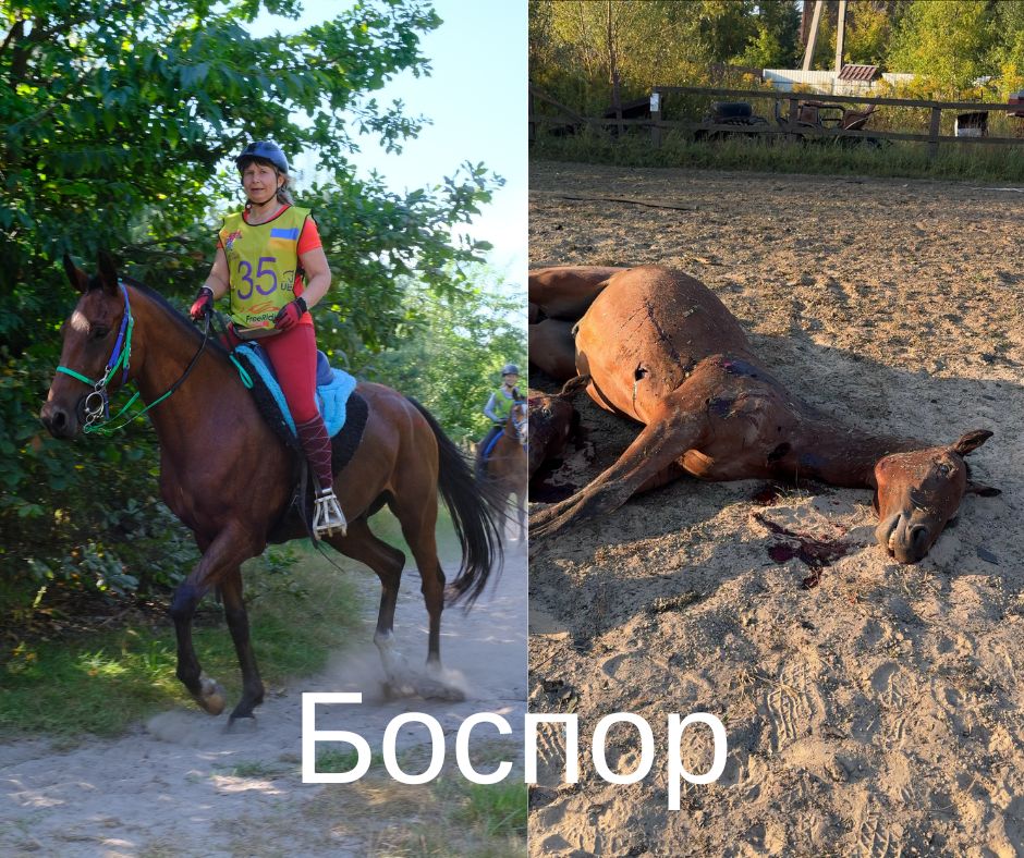 Назвали імена коней, які загинули від російських дронів на Київщині - фото 2