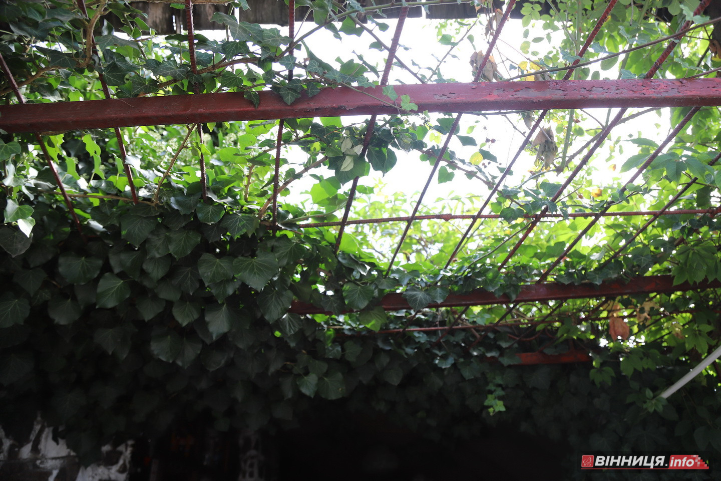 Колишній військовий став блогером щоб розвивати родинний бізнес - фото 17