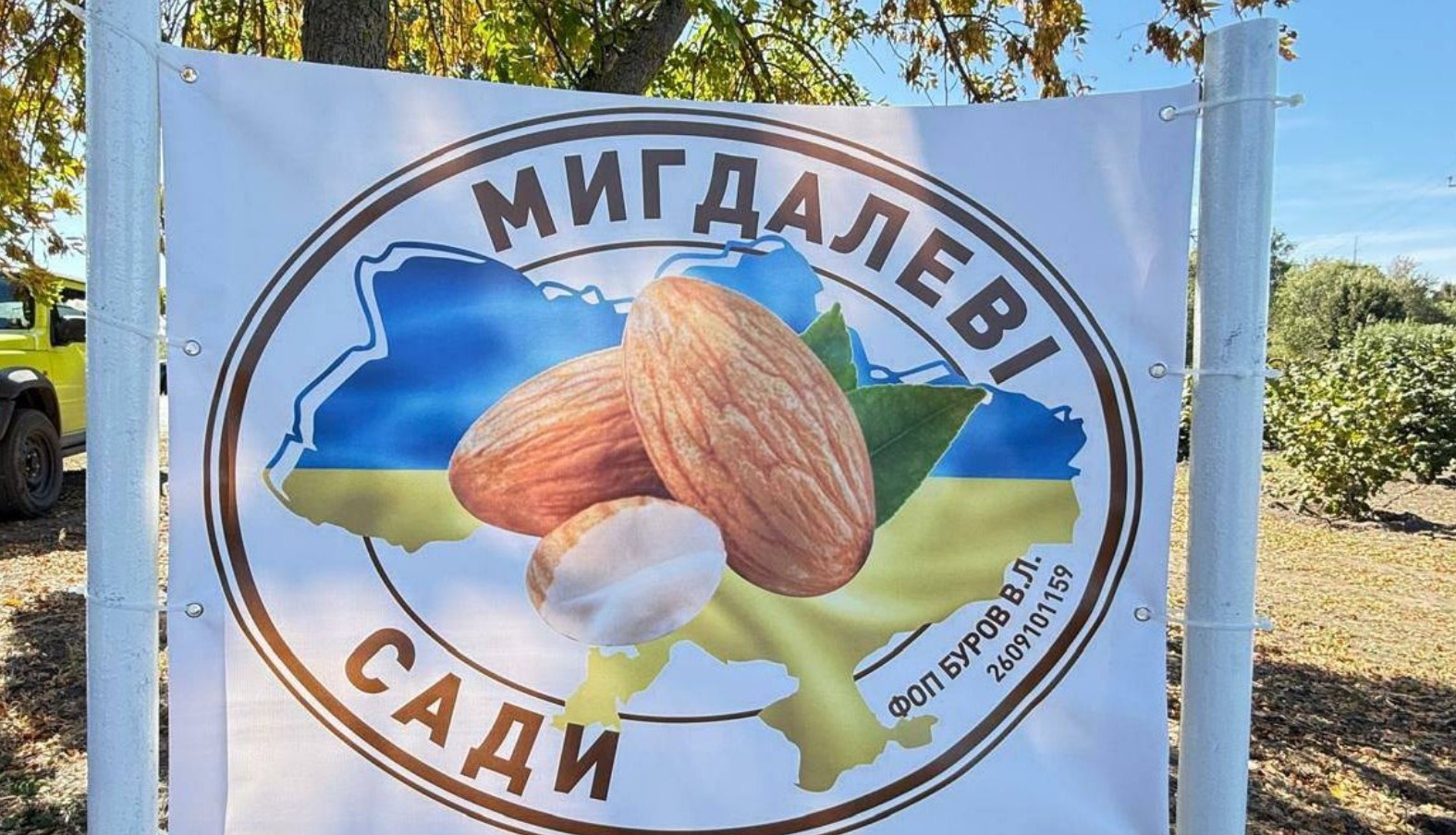 Урожай мигдалю зібрали на Кіровоградщині