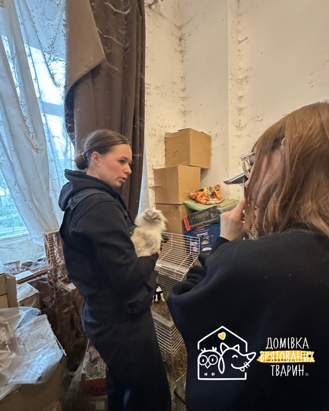 40 кролів жили у двох квартирах в центрі Львова, тварин врятували волонтери