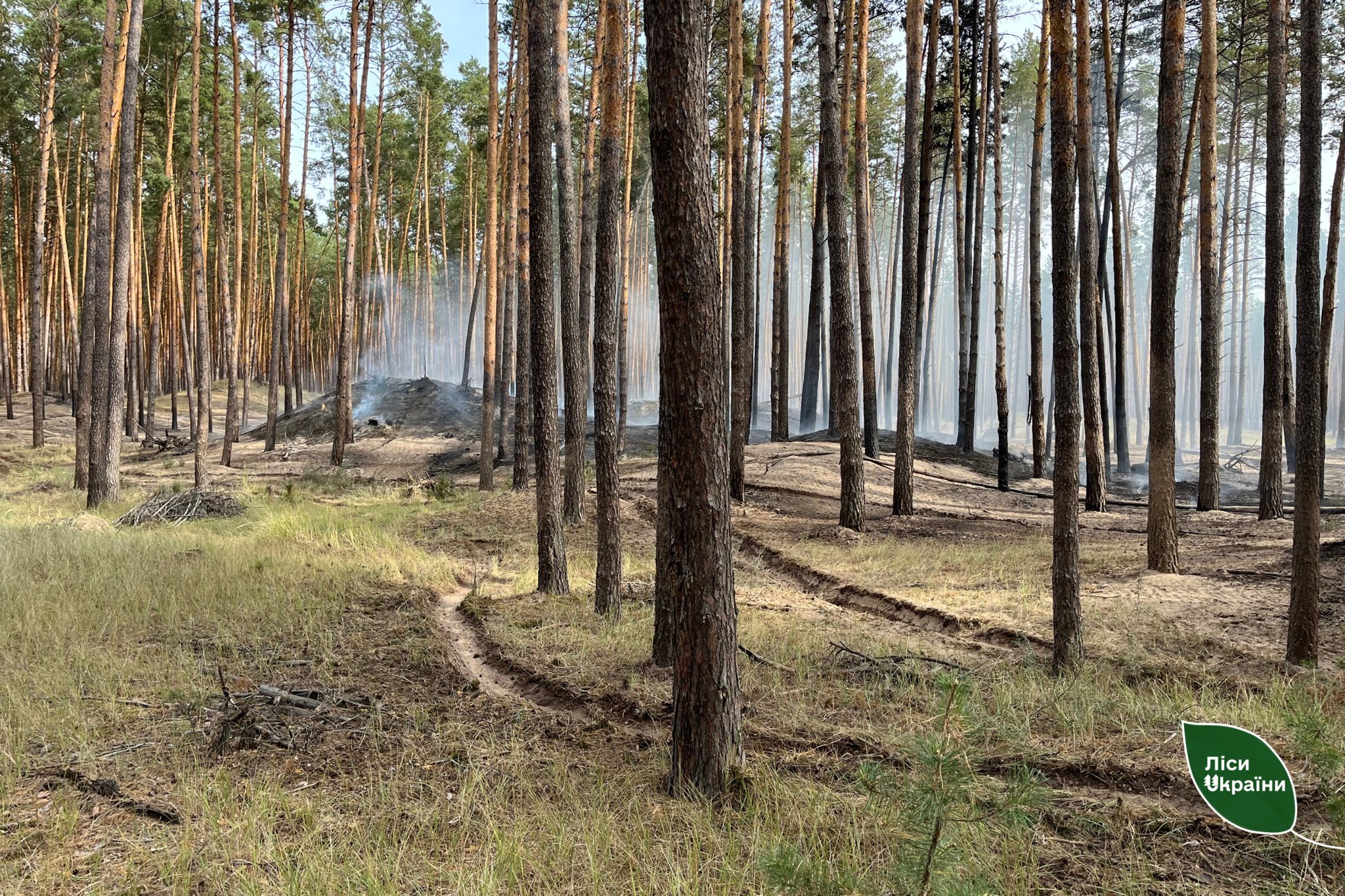 На Черкащині внаслідок російського обстрілу пошкоджено майже 6 га лісу