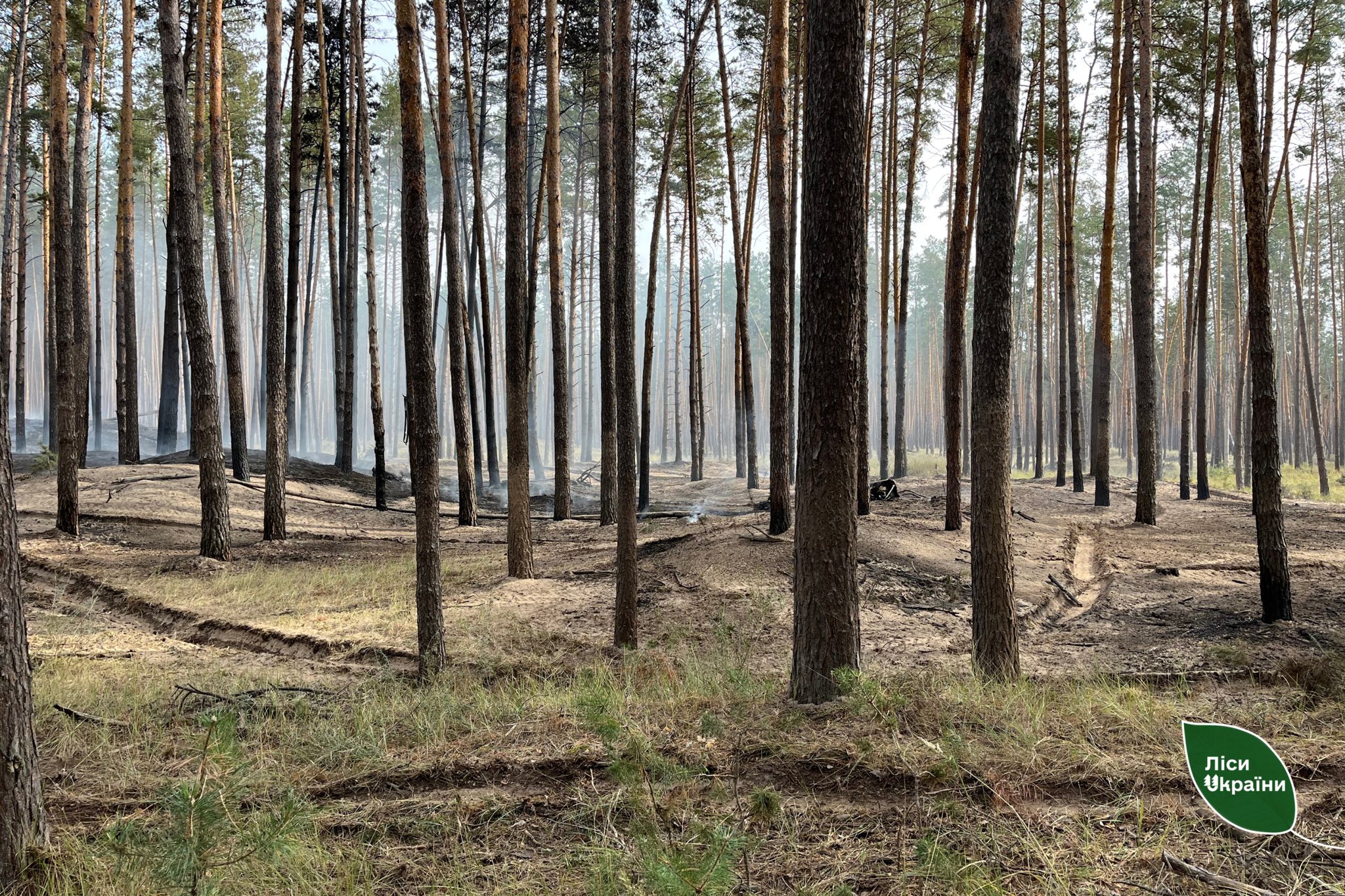 На Черкащині внаслідок російського обстрілу пошкоджено майже 6 га лісу - фото 4