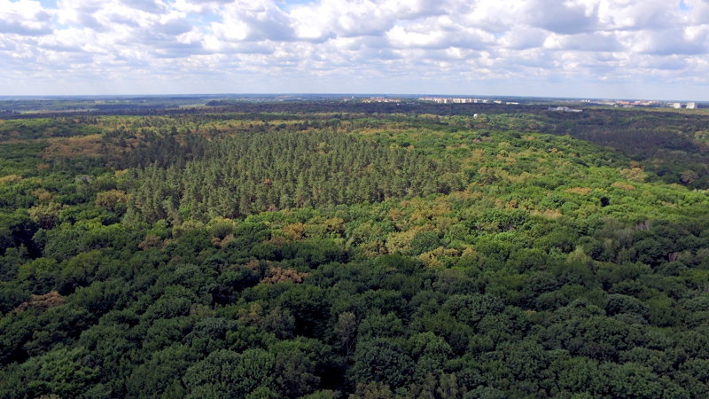Голосіївський парк у Києві: від давніх курганів до національного заповідника