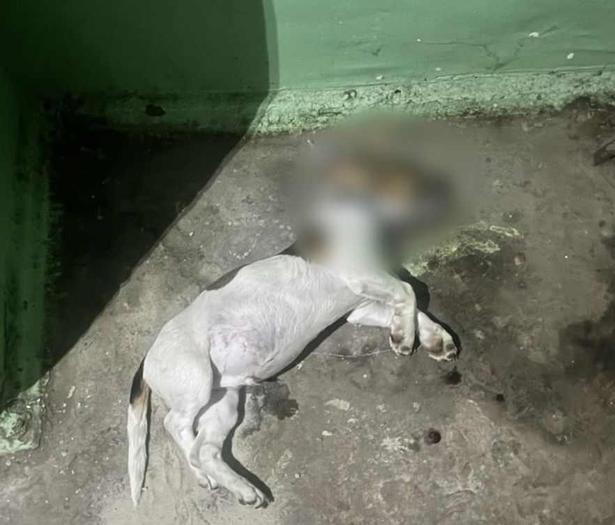 У Києві жінка викинула з 5 поверху 7-місячне цуценя
