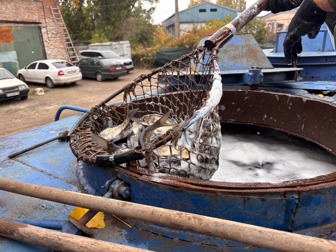 Масштабне зариблення на Черкащині: у водойми області випустили понад 61 тонну рослиноїдних видів риб