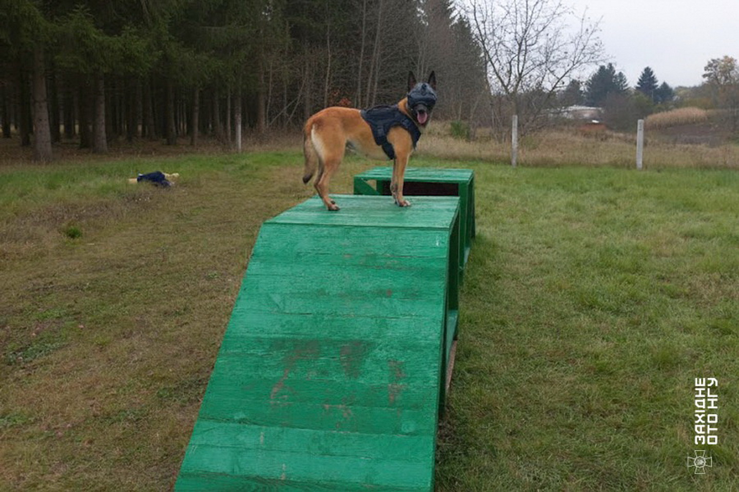 Тандем та довіра: як кінологи нацгвардії Вінниччини навчають службових собак - фото 3