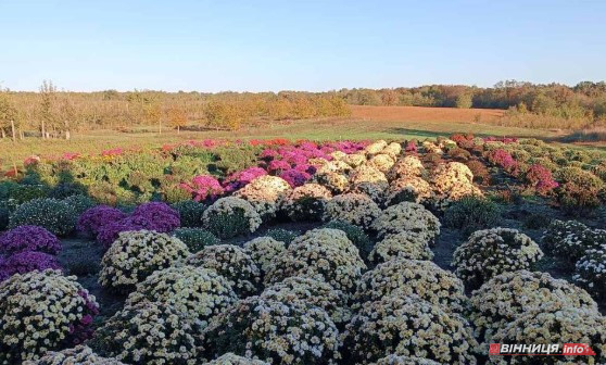 На Вінниччині жінка перетворила город на квітучий сад хризантем