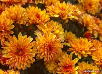 На Вінниччині жінка перетворила город на квітучий сад хризантем - фото 3