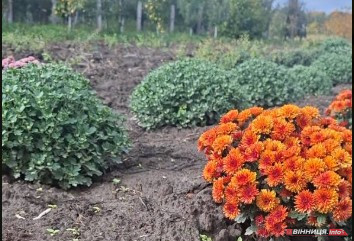 На Вінниччині жінка перетворила город на квітучий сад хризантем - фото 4