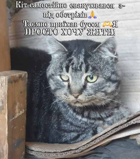 Кіт з фронту самостійно евакуювався до Черкас та шукає родину