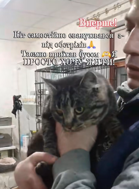 Кіт з фронту самостійно евакуювався до Черкас та шукає родину - фото 2