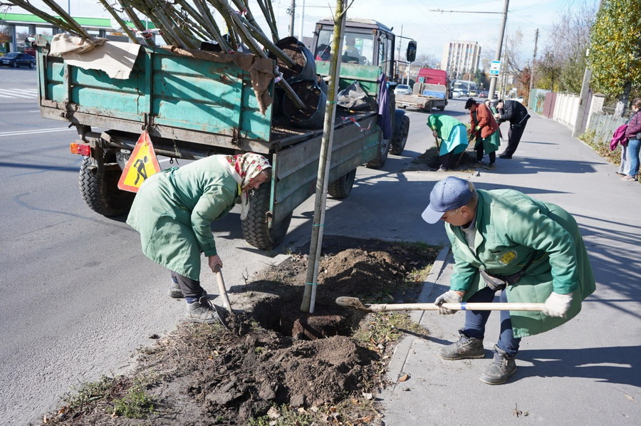 Липа, клен, верба, платани: у Вінниці висаджують нові дерева
