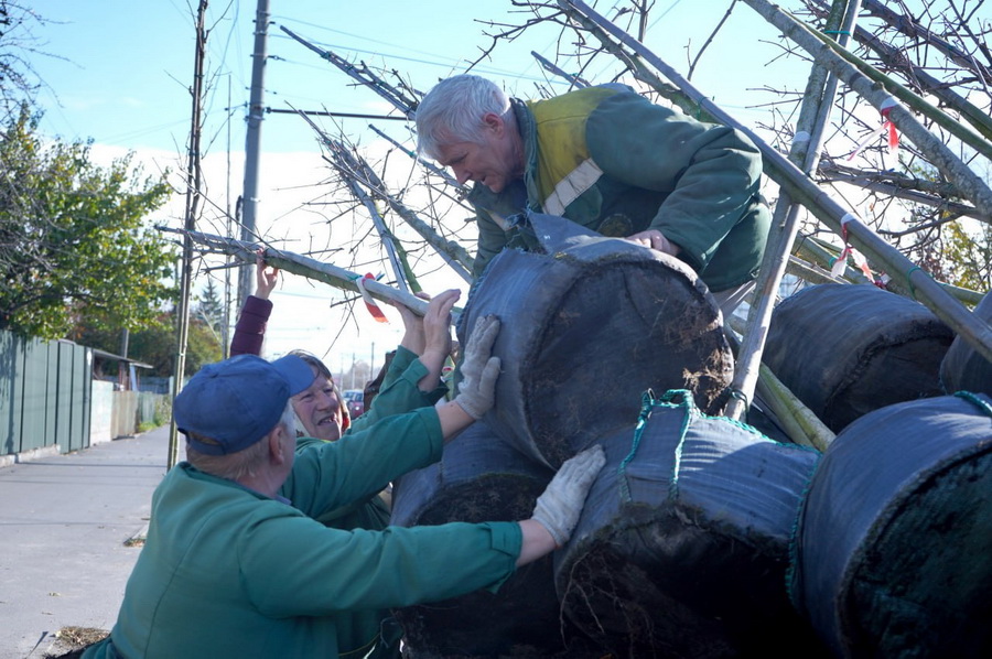 Липа, клен, верба, платани: у Вінниці висаджують нові дерева - фото 2