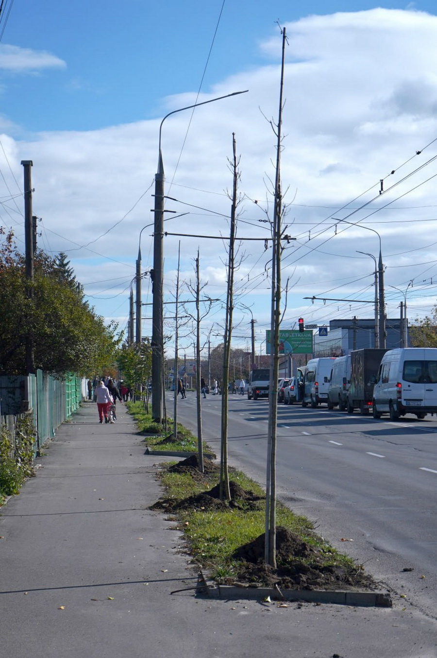 Липа, клен, верба, платани: у Вінниці висаджують нові дерева - фото 3