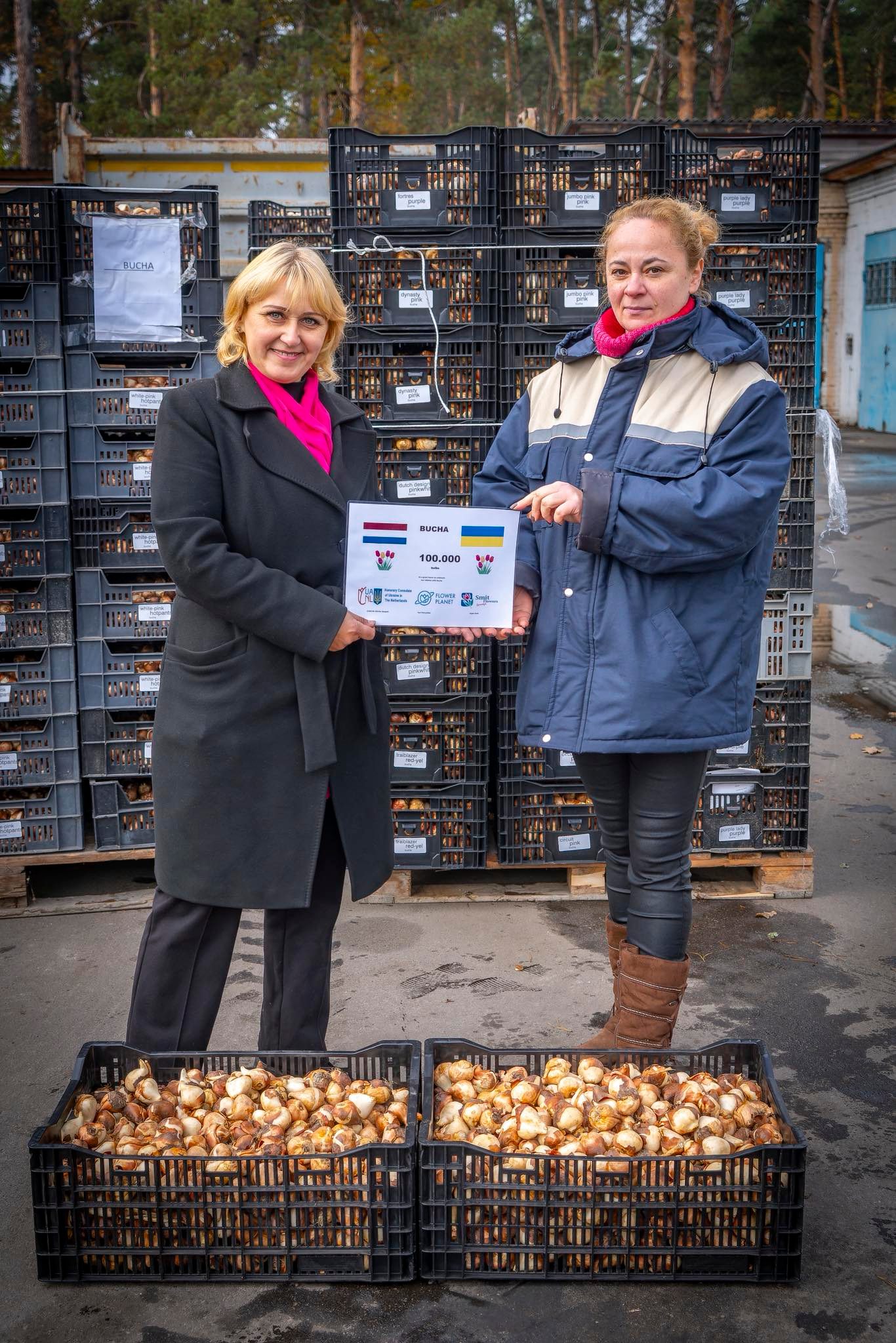 Бучанська громада отримала від Нідерландів 100 тисяч тюльпанів - фото 2