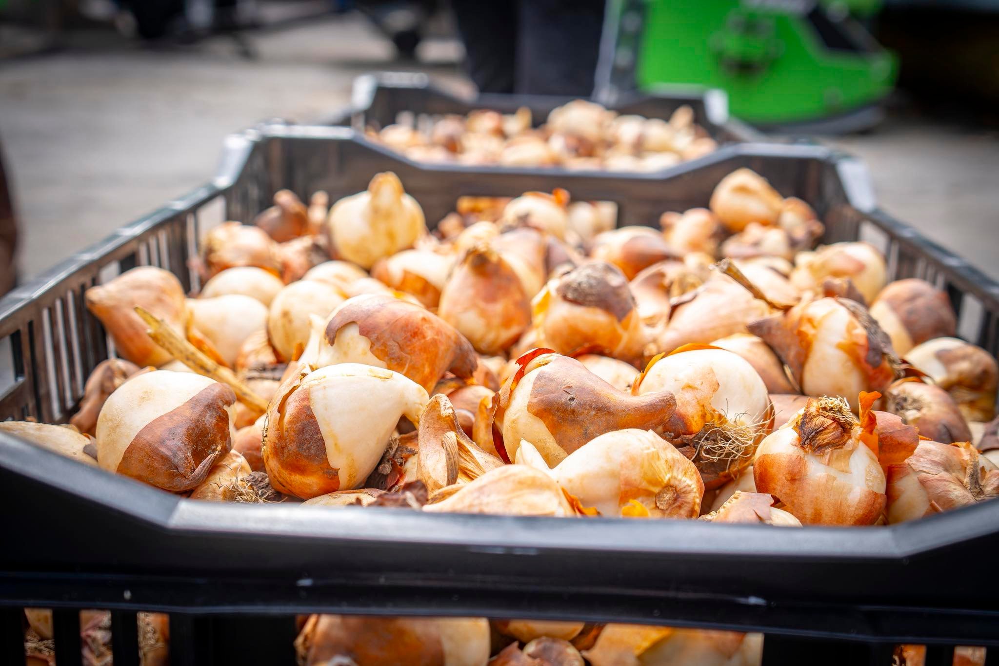 Бучанська громада отримала від Нідерландів 100 тисяч тюльпанів - фото 3