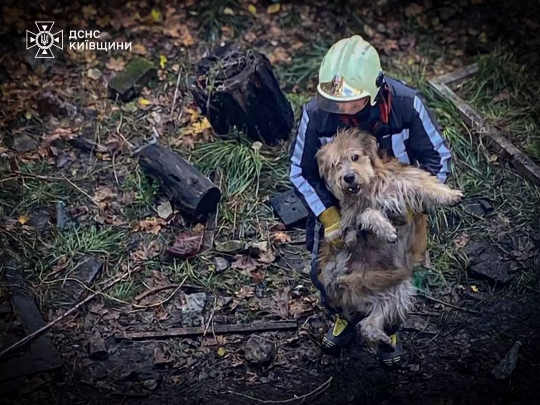 Білоцерківські надзвичайники врятували собак із водяного відстійника