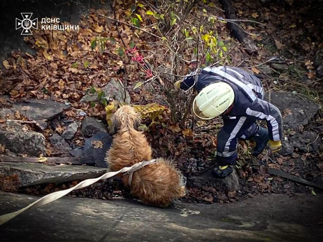 Білоцерківські надзвичайники врятували собак із водяного відстійника - фото 3