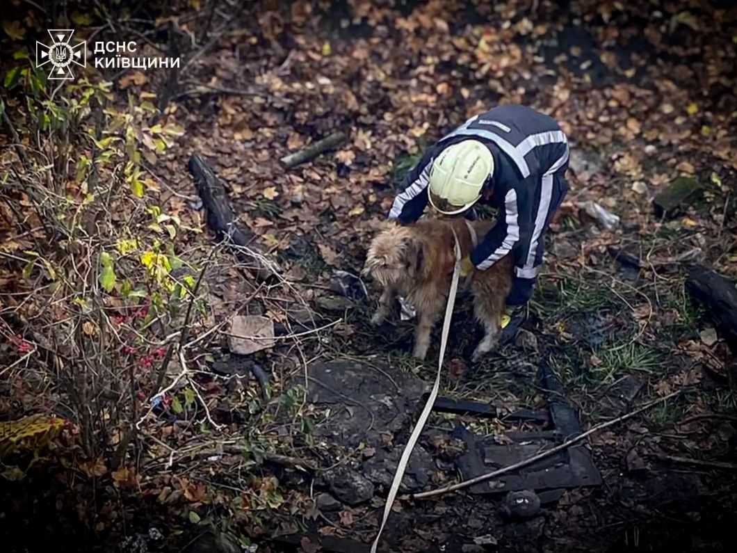 Білоцерківські надзвичайники врятували собак із водяного відстійника - фото 2