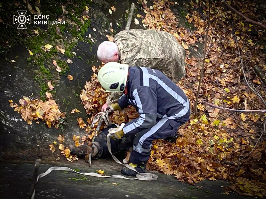 Білоцерківські надзвичайники врятували собак із водяного відстійника - фото 4