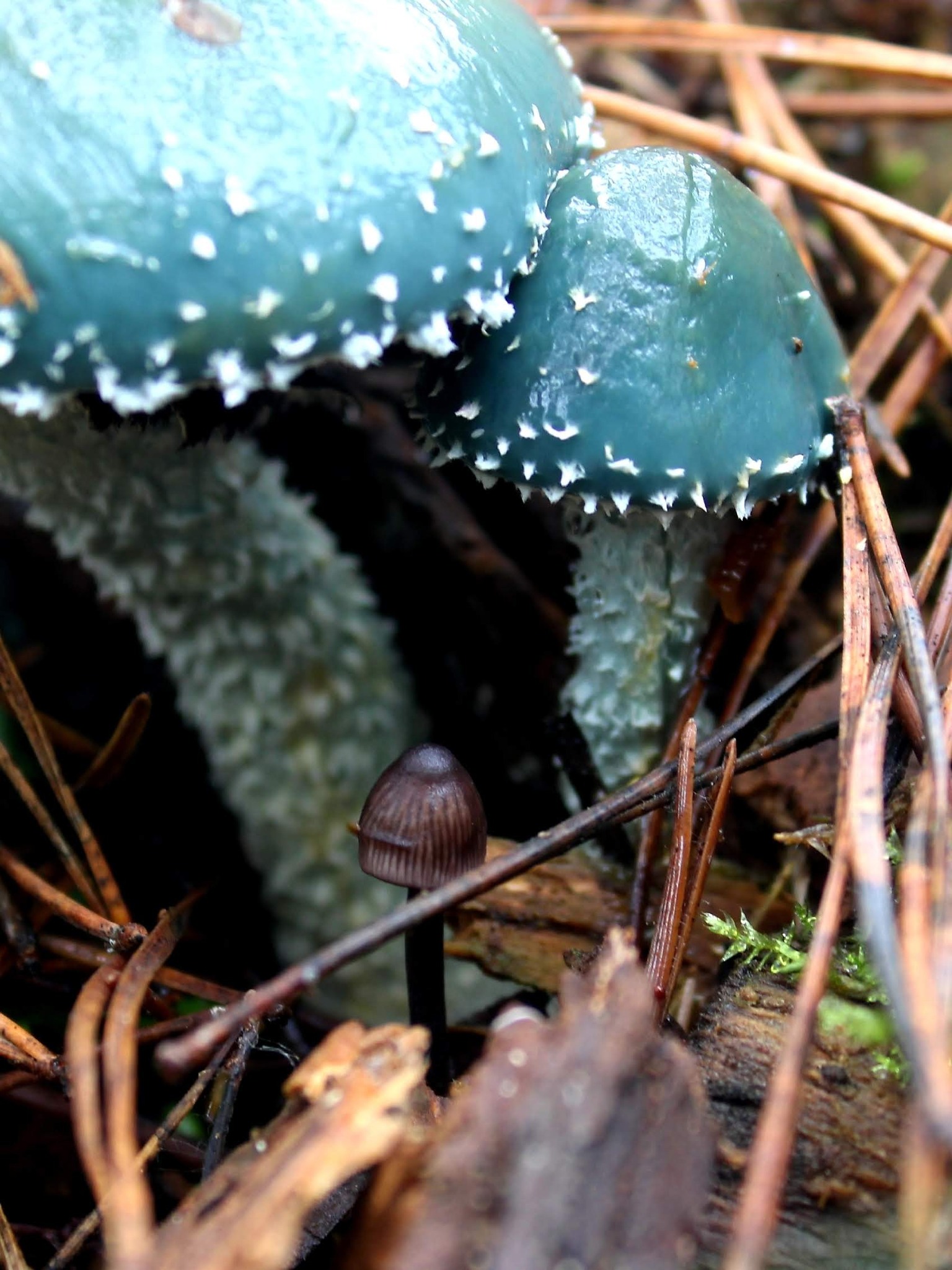 Незвичний синьо-зелений гриб знайшли в лісі на Вінниччині