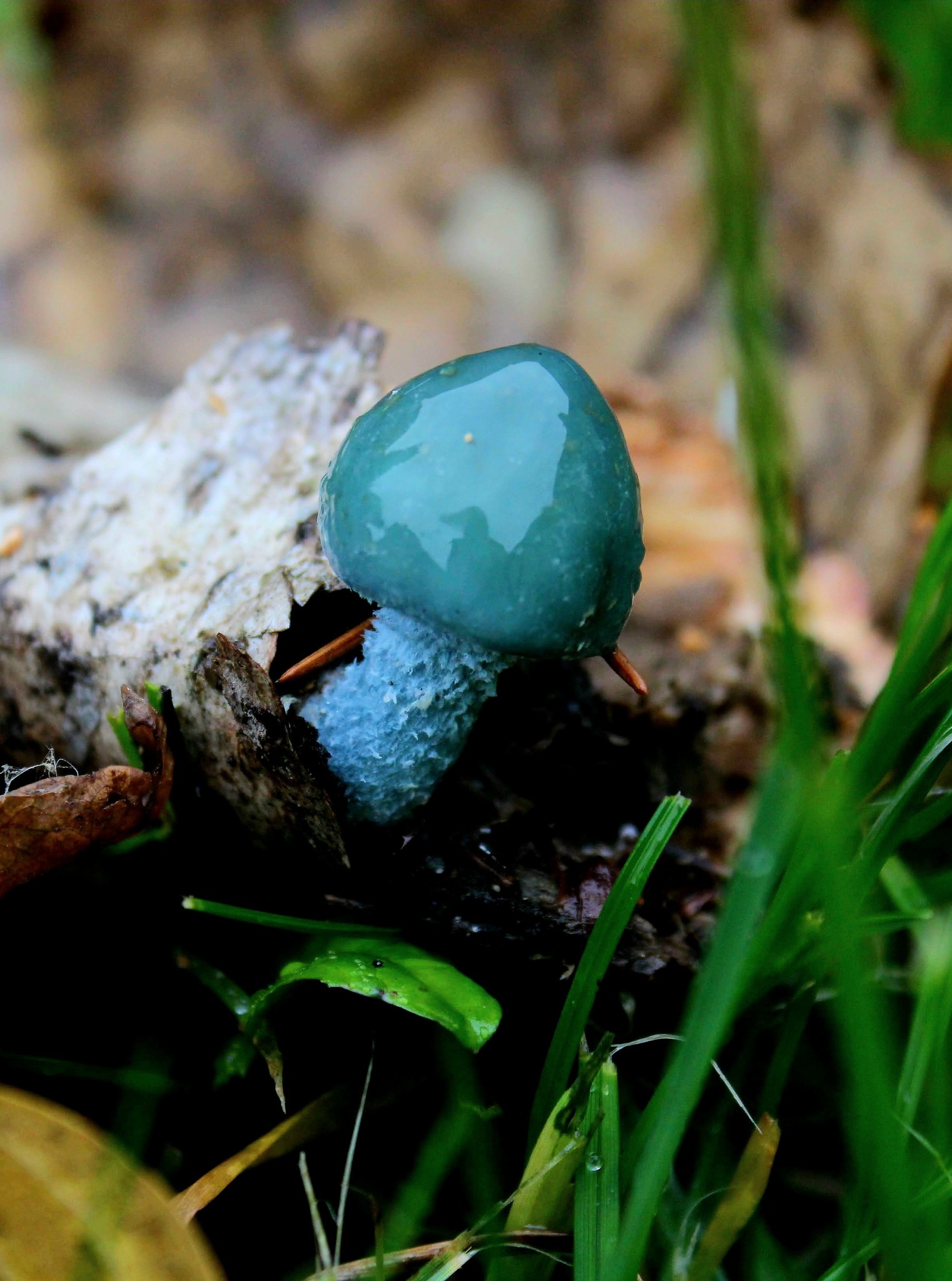 Незвичний синьо-зелений гриб знайшли в лісі на Вінниччині - фото 2