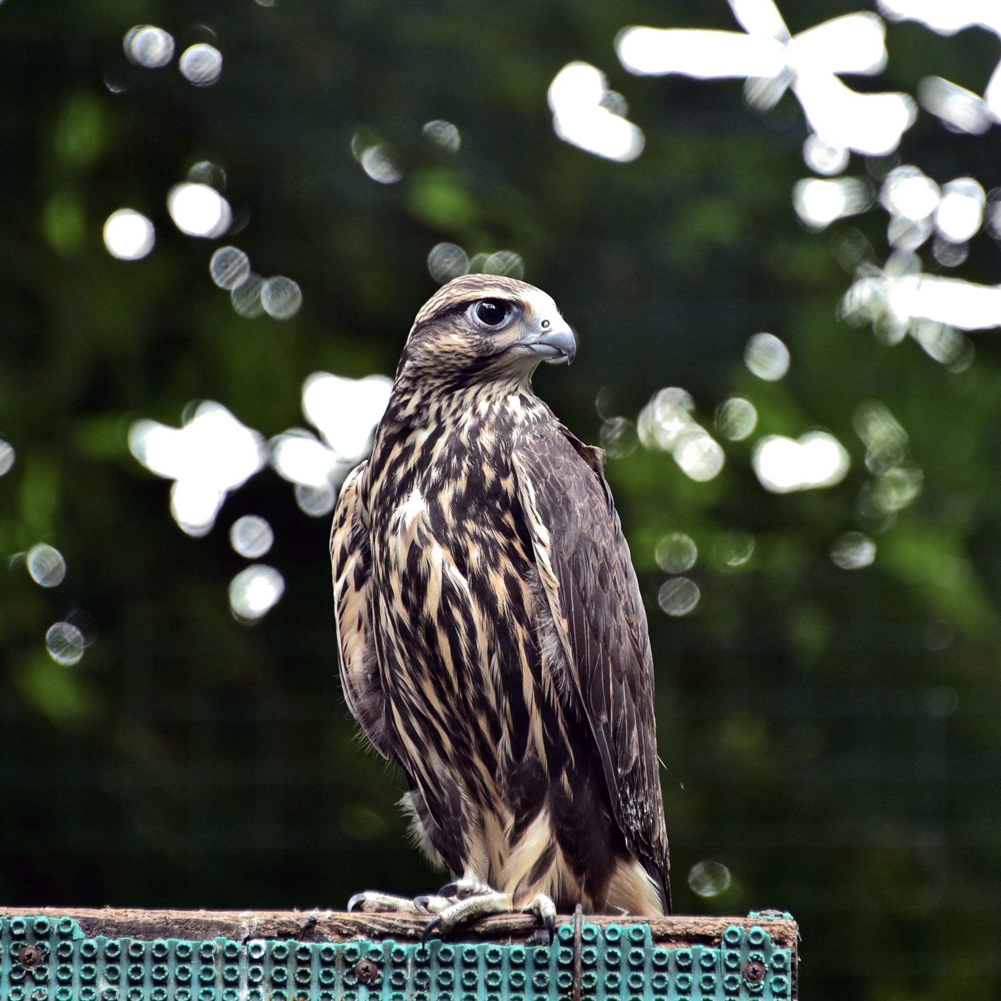 Київський зоопарк випустив у природу рідкісного сокола балабана
