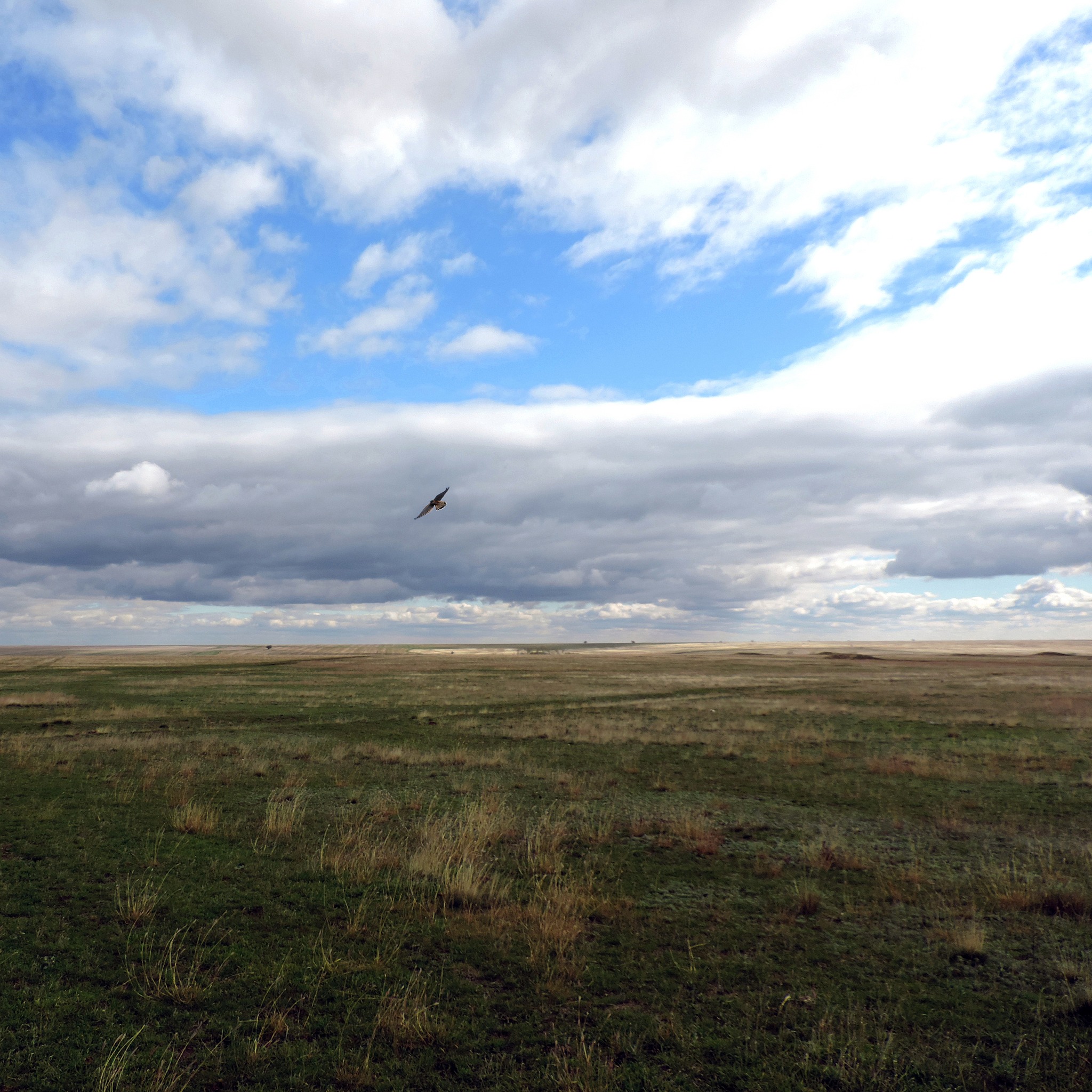 Київський зоопарк випустив у природу рідкісного сокола балабана - фото 3