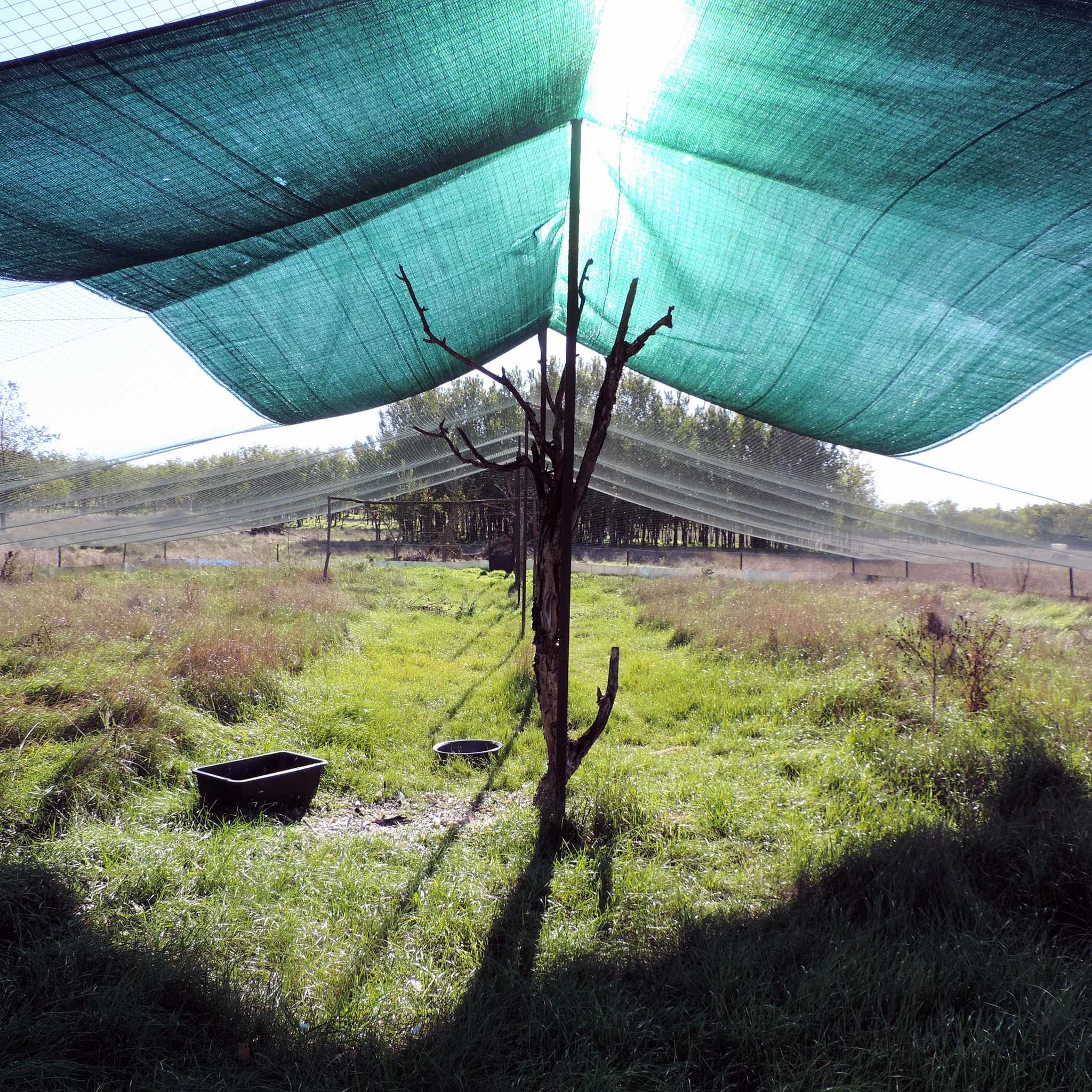 Київський зоопарк випустив у природу рідкісного сокола балабана - фото 2
