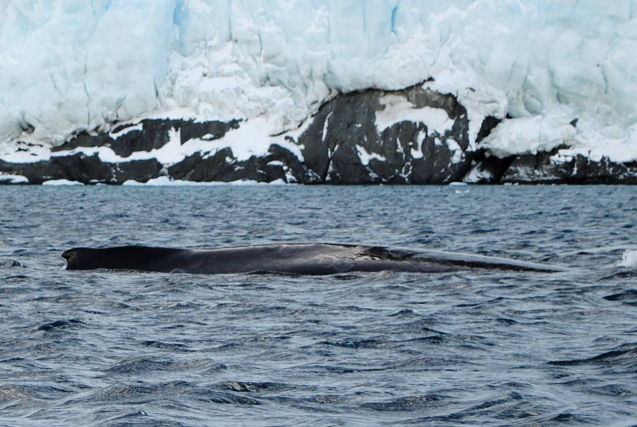 Науковці станції «Академік Вернадський» зафіксували дуже раннє повернення китів - фото 2