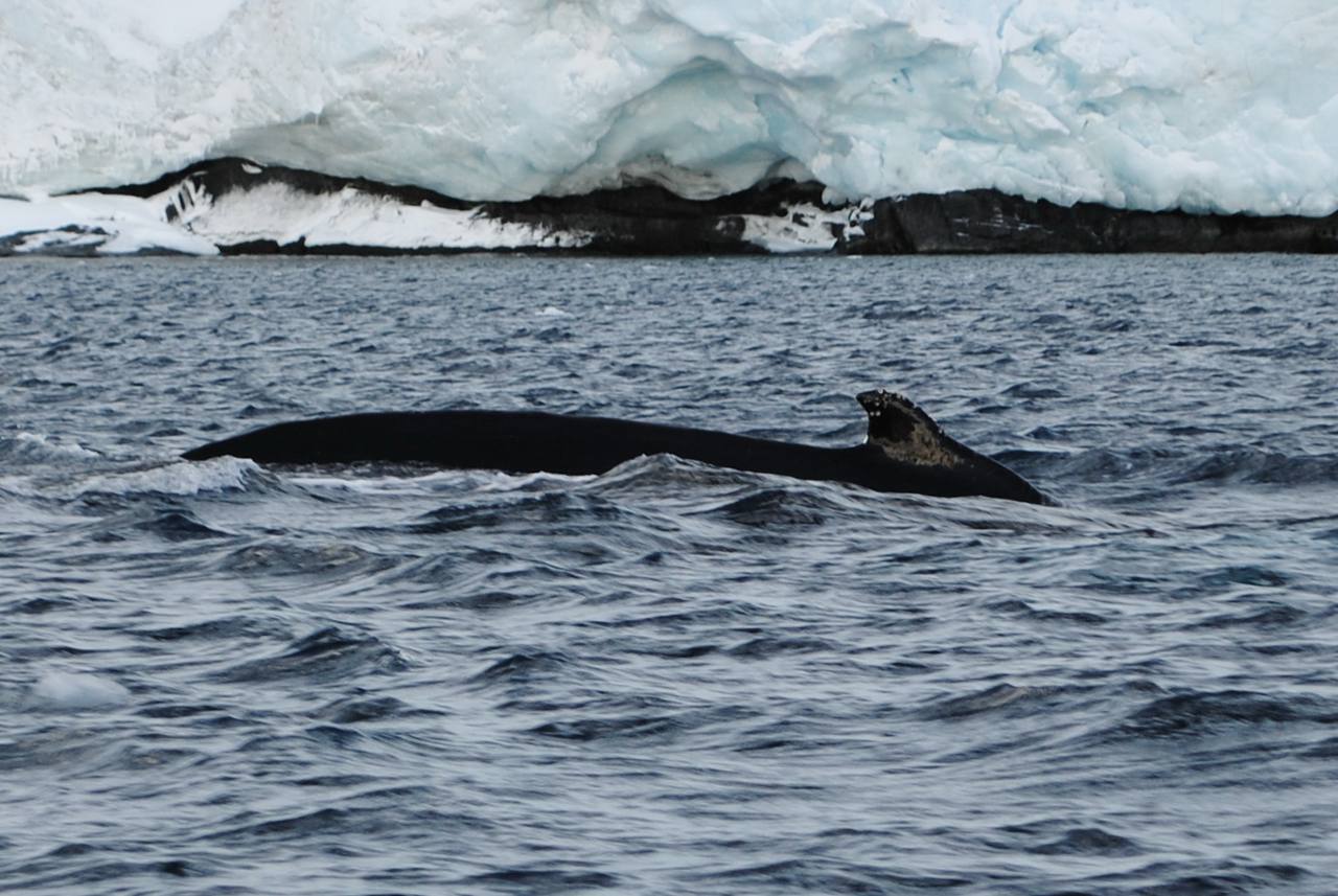 Науковці станції «Академік Вернадський» зафіксували дуже раннє повернення китів - фото 3