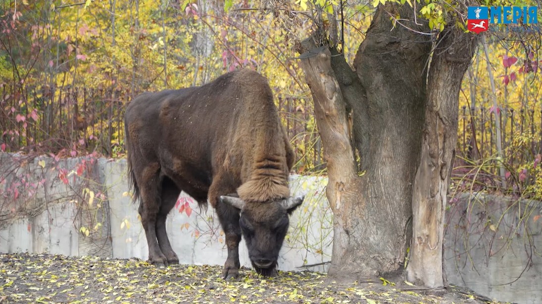 Черкаський зоопарк готується до зимового періоду