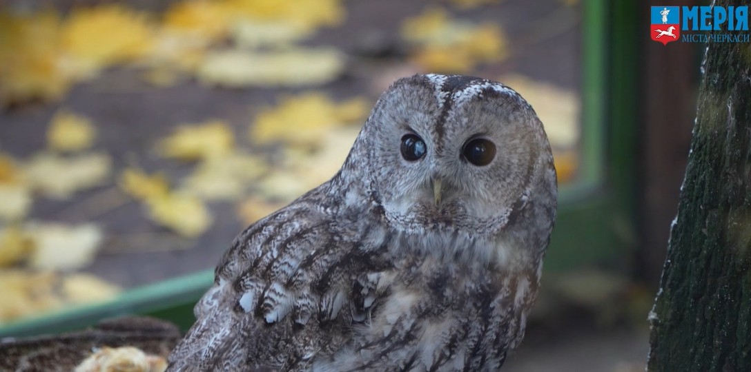 Черкаський зоопарк готується до зимового періоду - фото 3