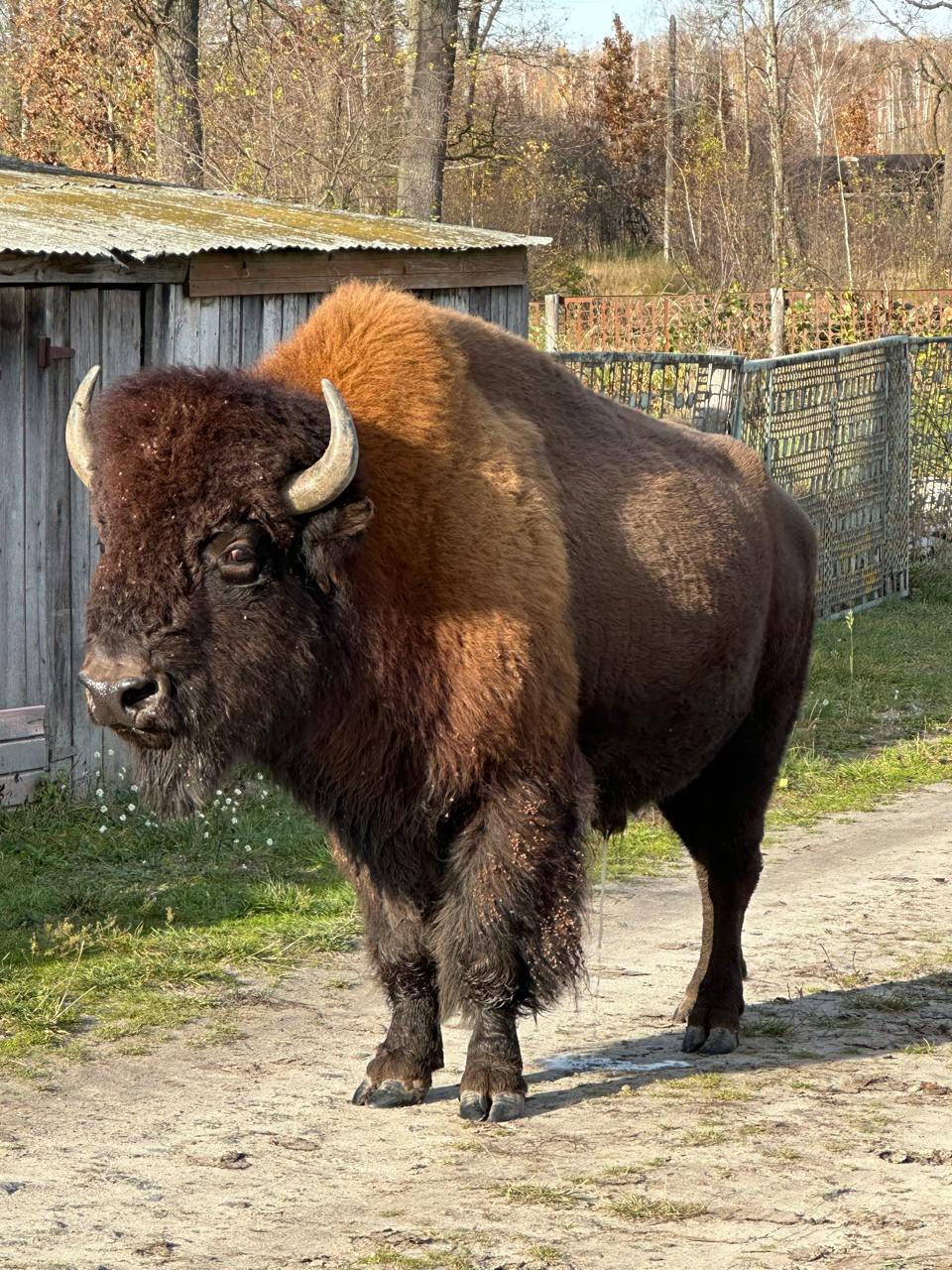 Червонокнижні зубри прийшли до будинків на Житомирщині