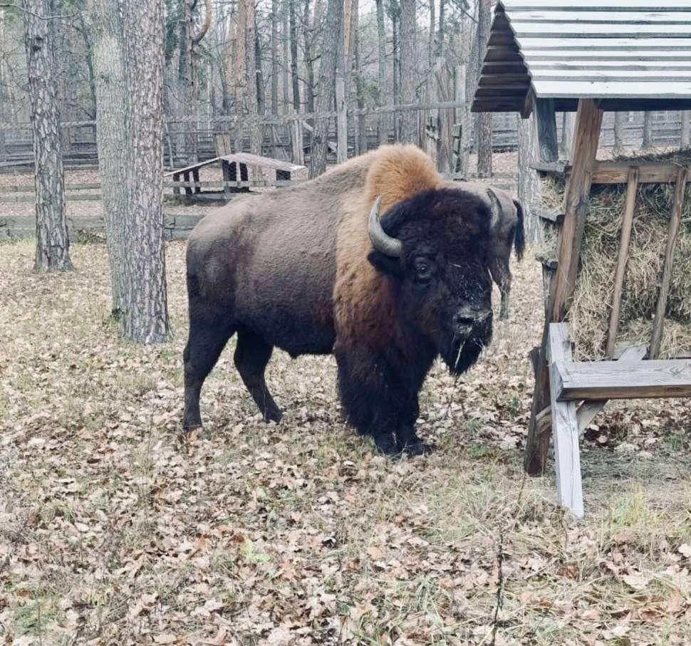 Червонокнижні зубри прийшли до будинків на Житомирщині - фото 2