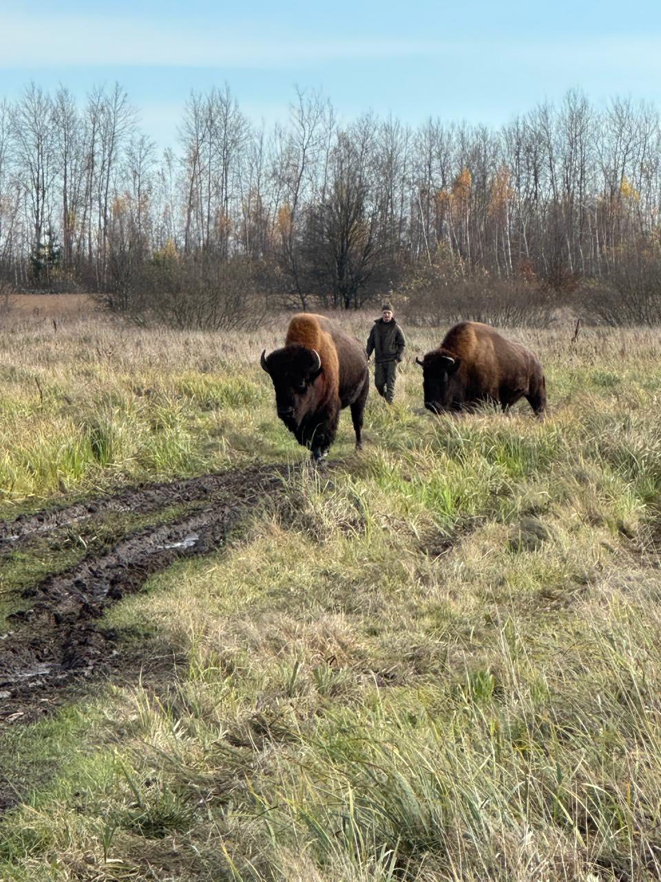 Червонокнижні зубри прийшли до будинків на Житомирщині - фото 3