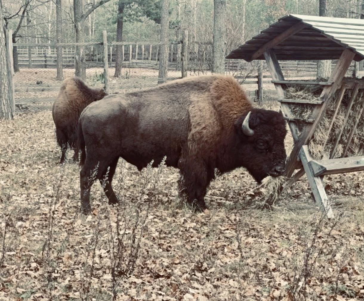 Червонокнижні зубри прийшли до будинків на Житомирщині - фото 4