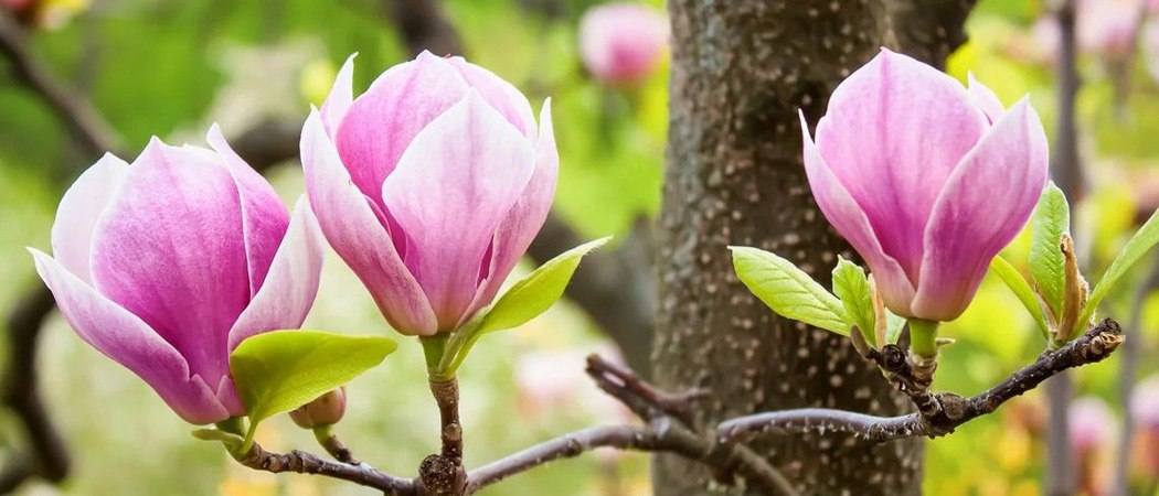 У парку Партизанської слави висадили магнолії в пам’ять про дітей, чиї життя забрав рак - фото 3