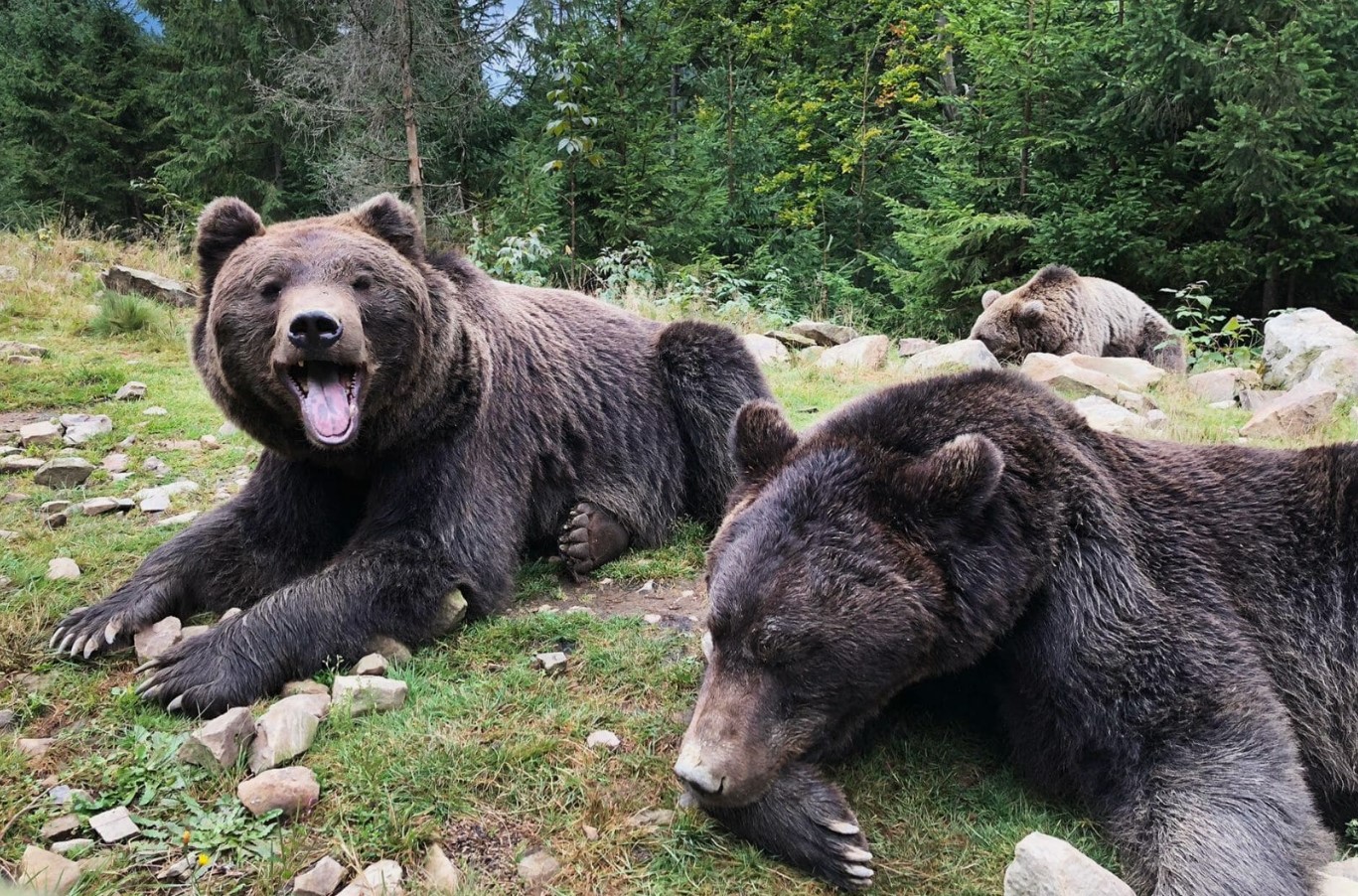 Чому всіх цікавить Синевирська Поляна? Історія та головні локації села біля карпатського озера - фото 3
