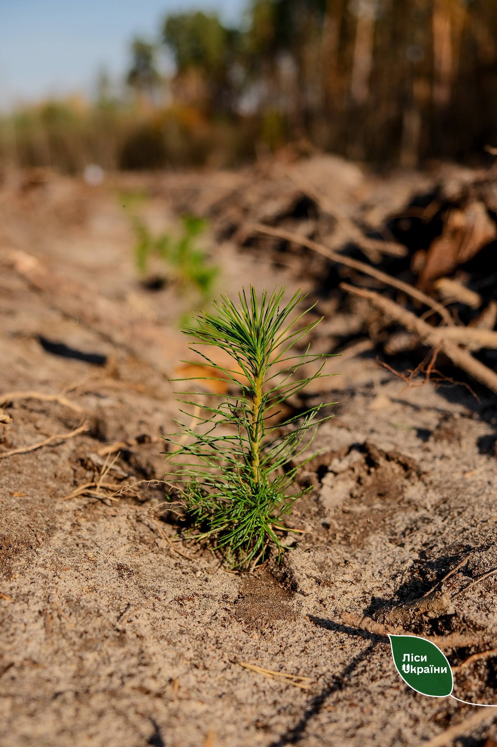 На Київщині висадили «Ліс памʼяті» на честь загиблих лісівників ДП «Ліси України» - фото 2
