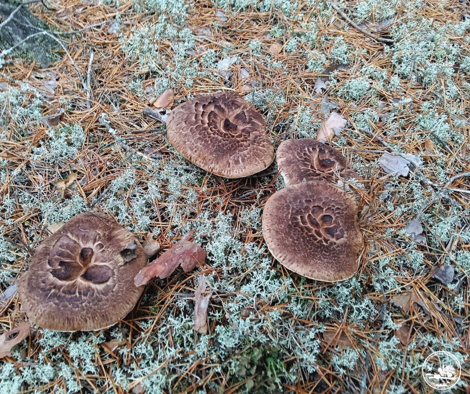Грибний сезон у Чорнобильському заповіднику: які види грибів фіксують цієї осені