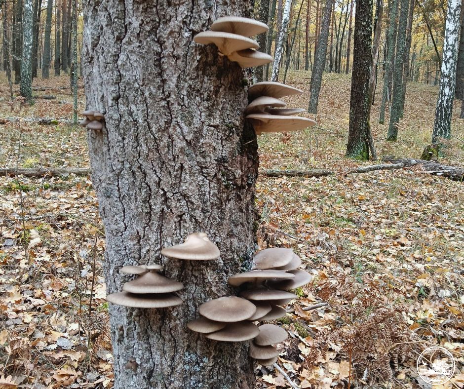 Грибний сезон у Чорнобильському заповіднику: які види грибів фіксують цієї осені - фото 6