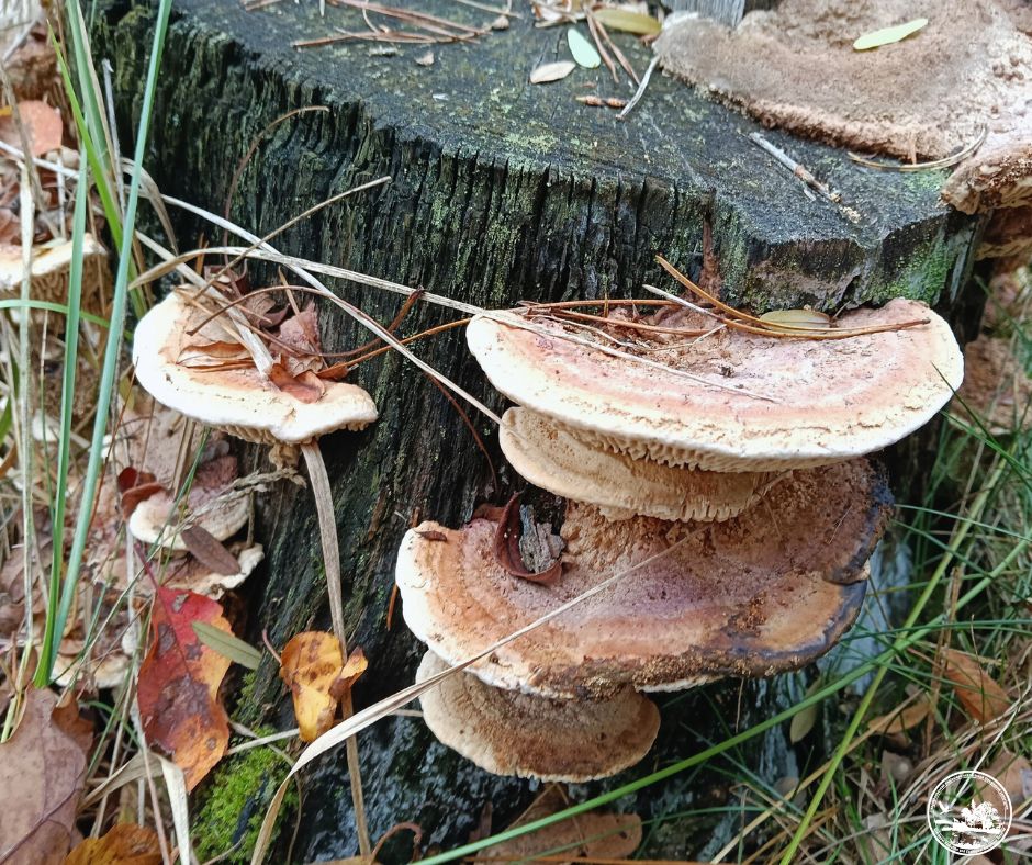 Грибний сезон у Чорнобильському заповіднику: які види грибів фіксують цієї осені - фото 5