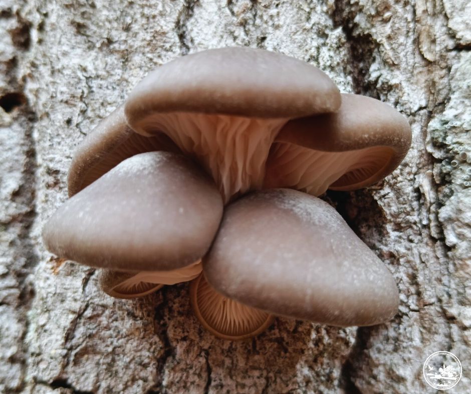 Грибний сезон у Чорнобильському заповіднику: які види грибів фіксують цієї осені - фото 3