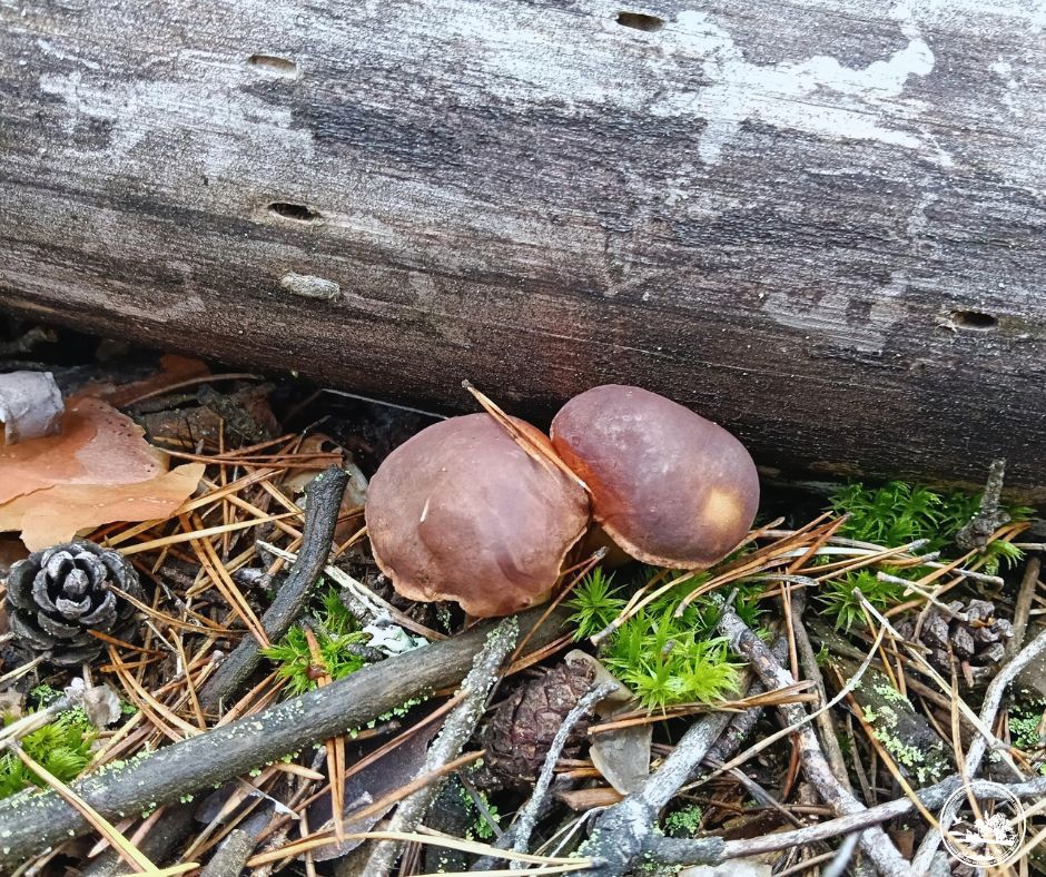 Грибний сезон у Чорнобильському заповіднику: які види грибів фіксують цієї осені - фото 2