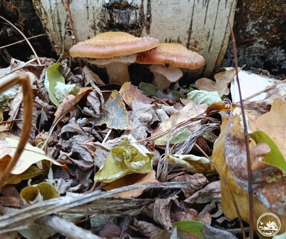 Грибний сезон у Чорнобильському заповіднику: які види грибів фіксують цієї осені - фото 4