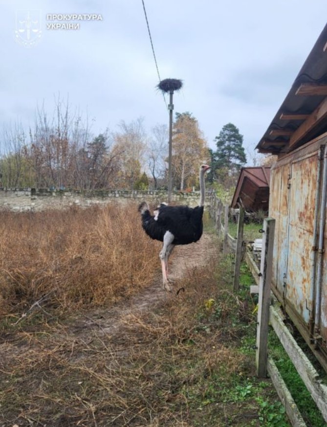 Депутат з Вінниччини «купив» фіктивний шлюб із жінкою з інвалідністю - фото 3