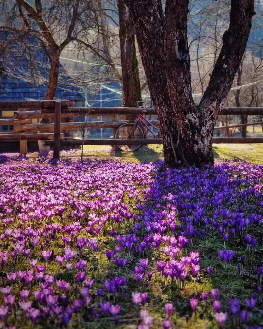 Закарпатська Колочава, що підкорила світ: десять музеїв, Долина крокусів, гори і море - фото 3